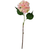 Hydrangea - 植物 - 