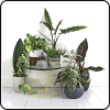 Interior Design plants - 植物 - 
