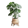 Interior Plant - Plants - 