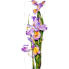 Iris - Rośliny - 
