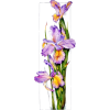 Iris - Biljke - 