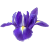 Irises - Rośliny - 