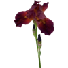 Irises - Rośliny - 