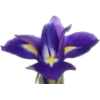 Irises - Biljke - 