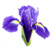 Irises - Rośliny - 