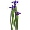 Irises - Rastline - 
