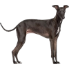 Italian greyhound - 动物 - 