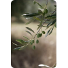 Italian olive tree - Rastline - 
