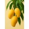 Item 146878 - Ostalo - 