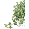 Ivy - Растения - 