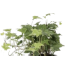 Ivy - 植物 - 
