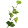 Ivy - Pflanzen - 