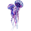 Jellyfish - イラスト - 