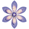 Jewel flower - 植物 - 