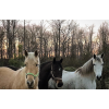 Joe's Horses - Zwierzęta - 