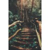 Jungle bridge - Природа - 