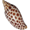 Junonia sea shell - Nature - 