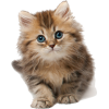 Kitten - Animais - 