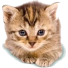 Kitten - 動物 - 