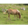 Konj - Animali - 