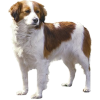 Kooikerhoundje Dog - 動物 - 