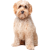 Labradoodle - Animals - 