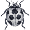 Lady Bug - Ilustracije - 