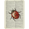 Lady Bug - Rascunhos - 