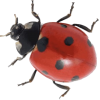 Ladybug - 動物 - 