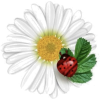 Ladybug - Illustrations - 