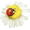 Ladybug - Illustraciones - 