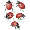 Ladybug - イラスト - 