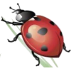 Ladybug - Ilustracje - 