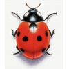 Ladybug - Предметы - 