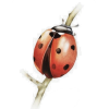 Ladybug - Предметы - 