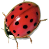 Ladybug - 自然 - 