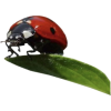 Ladybug - Natur - 