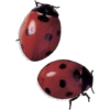 Ladybug - Природа - 