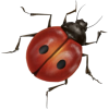 Ladybug - Natural - 
