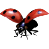 Ladybug - Natura - 