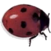 Ladybug - Narava - 