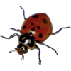 Ladybug - Nature - 