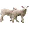Lamb - Животные - 