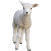 Lamb - Животные - 