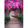 Lane With Pink Trees - Resto - 