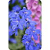 Larkspur - Piante - 