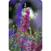 Larkspur - Plants - 