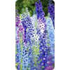 Larkspur - Plants - 