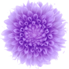 Lavender flower - Rastline - 