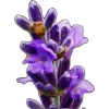 Lavender 1 - Uncategorized - 